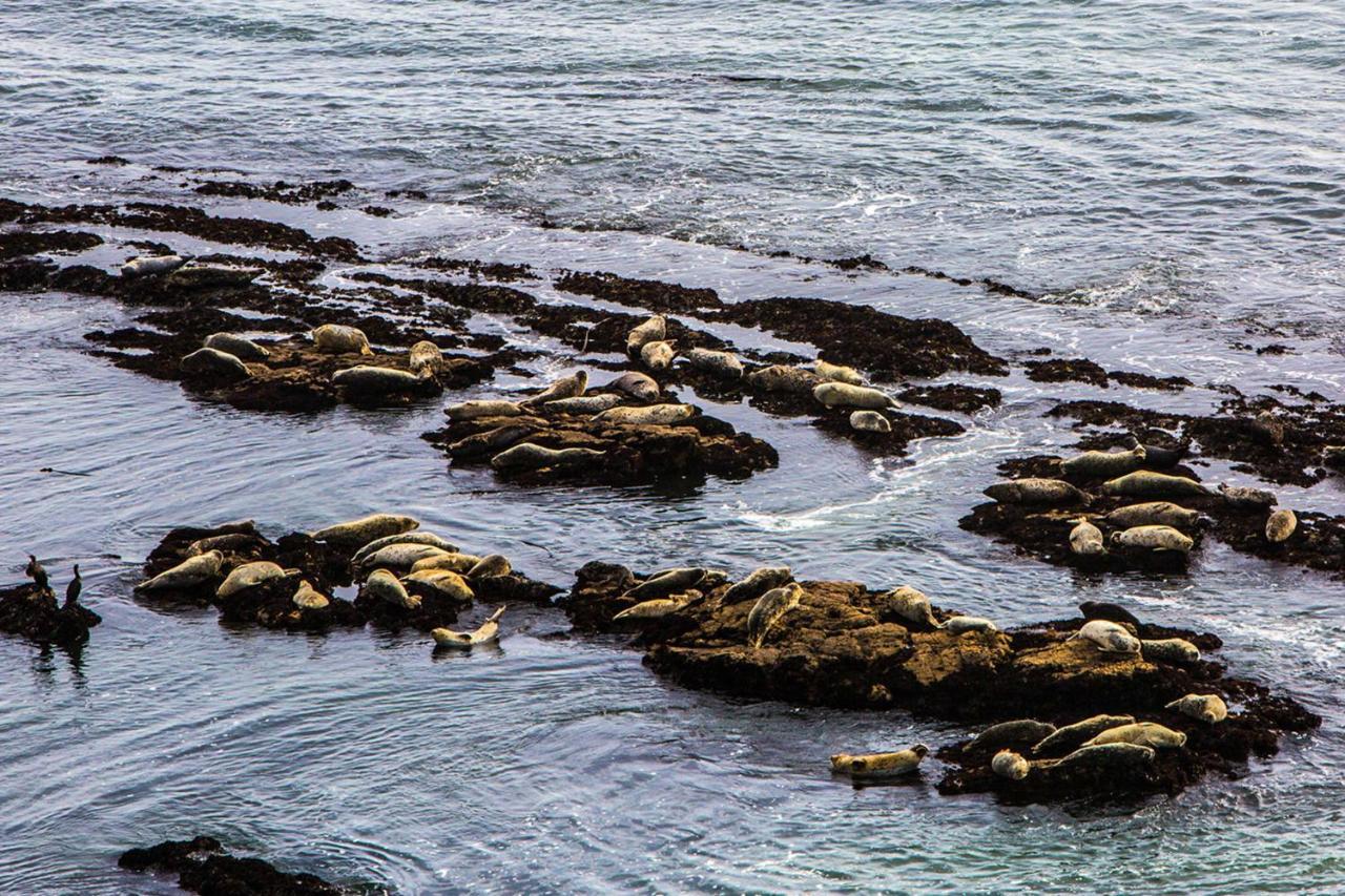 Luxury Beachfront Penthouse Walk To The Beach Restaurants Entertainment Half Moon Bay Exteriér fotografie